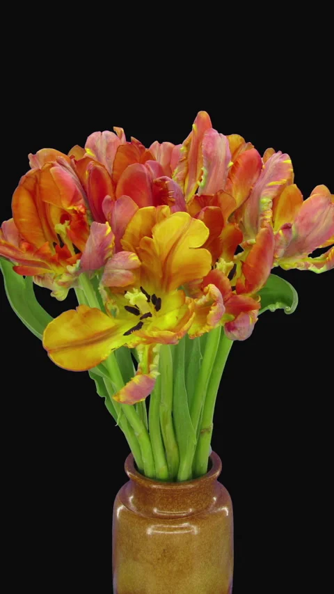 Time lapse of opening and dying Red Parrot tulip with ALPHA channel, vertical Stock Footage 279361379