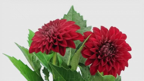 Time lapse of opening and dying red dahlia flower with ALPHA channel Vidéo 304492861
