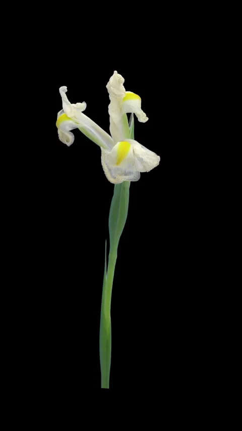 Time lapse of opening and dying white iris flower, vertical orientation Stock-Footage 319469217
