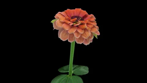 Time lapse of opening and dying orange Zinnia flower Stock Footage 342876943