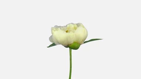 Time-lapse of opening and rotating white Peony with ALPHA channel Stock Footage 98338572