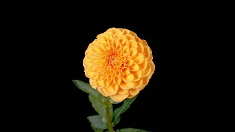 Time Lapse of Opening and Withering Beautiful Orange Dahlia Flower Stock-Footage 253403036