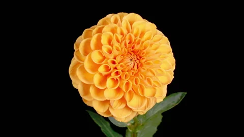 Time Lapse of Opening and Withering Beautiful Orange Dahlia Flower Stock Footage 254566474