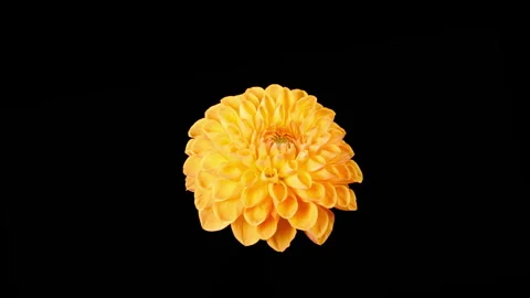 Time Lapse of Opening and Withering Beautiful Orange Dahlia Flower Stock Footage 256155865