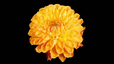Time Lapse of Opening and Withering Beautiful Orange Dahlia Flower Stock Footage 257784291