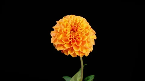 Time Lapse of Opening and Withering Beautiful Orange Dahlia Flower Stock Footage 259207596