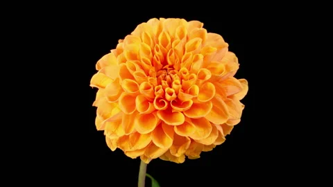 Time Lapse of Opening and Withering Beautiful Orange Dahlia Flower Stock Footage 261719675