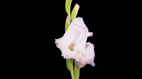 Time lapse of Opening and Withering White Gladiolus Flower Stock Footage 327143056