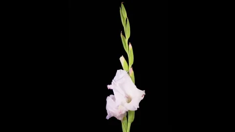 Time Lapse of Opening and Withering White Gladiolus Flower Stock Footage 328110589