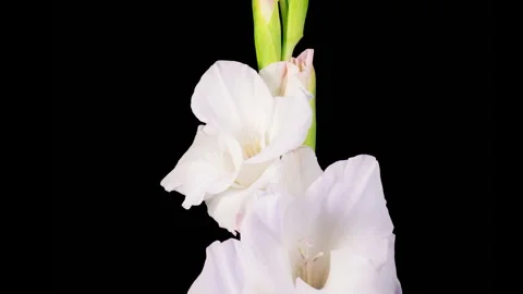 Time lapse of Opening and Withering White Gladiolus Flower 스톡 동영상 329063146