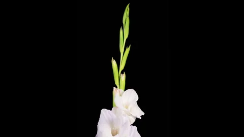 Time lapse of Opening and Withering White Gladiolus Flower Stock-Footage 330945567
