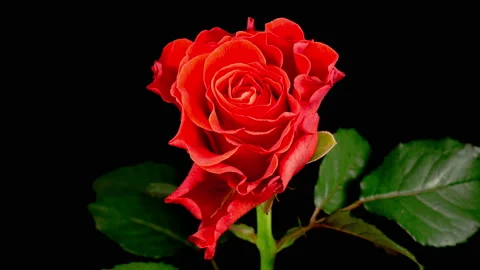 Time Lapse of Opening and Withers Coral Rose Flower Stock Footage 119420565