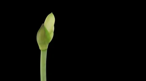 Time-lapse opening