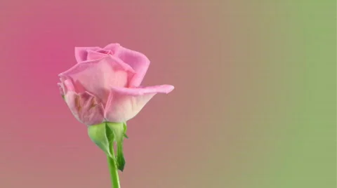 Time-lapse of opening "Aqua" rose 5a on pink background Video stock 513431