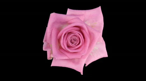 Time-lapse of opening "Aqua" rose with alpha matte 9 top Stock Footage 525758