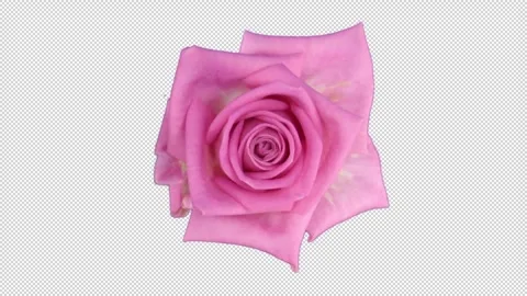 Time lapse of opening Aqua rose with ALPHA channel, top view Stock Footage 302543817