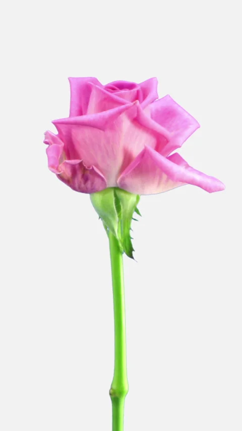Time lapse of opening Aqua rose, vertical orientation Stock Footage 312246092