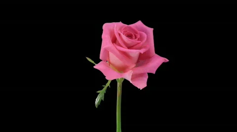 Time-lapse of opening "Attachea" rose with alpha matte 2 Stock Footage 536553