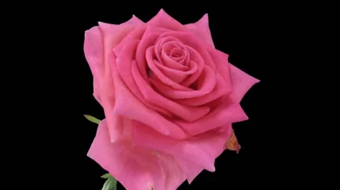 Time-lapse of opening "Attachea" rose 2c Stock Footage 12245641