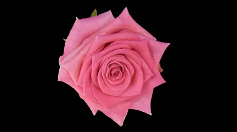 Time-lapse of opening "Attachea" rose, RGB + ALPHA matte format, top Stock Footage 50547390