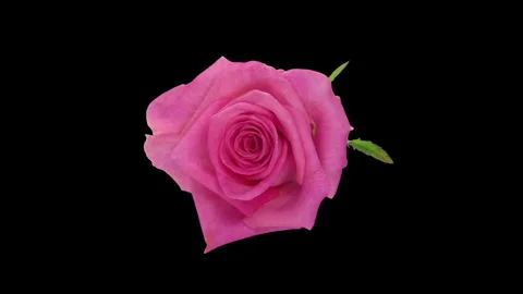 Time lapse of opening Attachea rose, top view Stock Footage 302169239