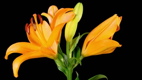 Time Lapse of Opening Beautiful Orange Lily Flower Stock Footage 252276294