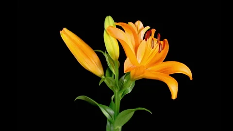 Time Lapse of Opening Beautiful Orange Lily Flower Stock-Footage 253403384
