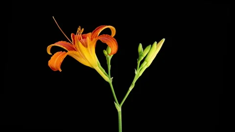 Time Lapse of Opening Beautiful Orange Lily Flowers Stock Footage 281653183