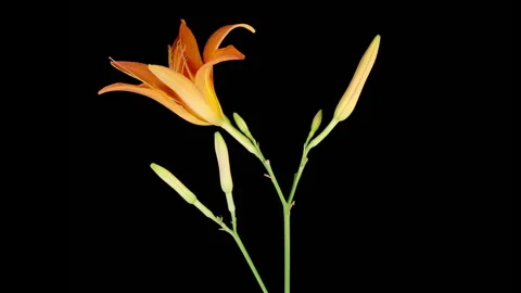 Time Lapse of Opening Beautiful Orange Lily Flowers Stock Footage 313533163