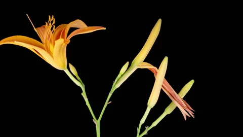Time Lapse of Opening Beautiful Orange Lily Flowers Stock Footage 314318264