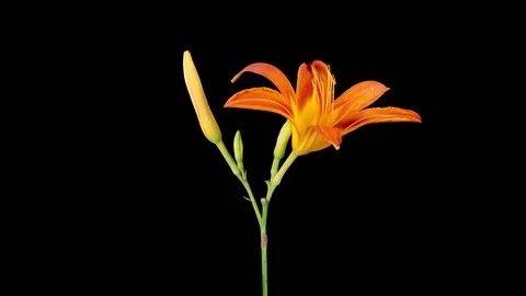 Time Lapse of Opening Beautiful Orange Lily Flowers Stock Footage 315104372