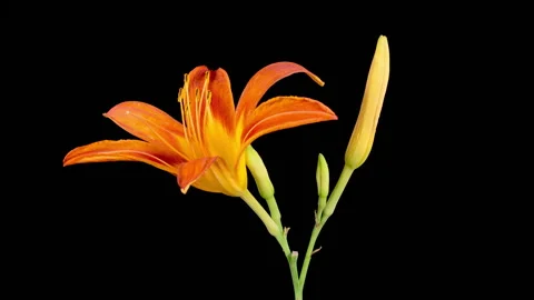 Time Lapse of Opening Beautiful Orange Lily Flowers Stock Footage 316144583