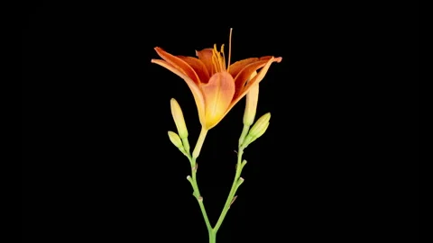 Time Lapse of Opening Beautiful Orange Lily Flowers Stock Footage 317166288