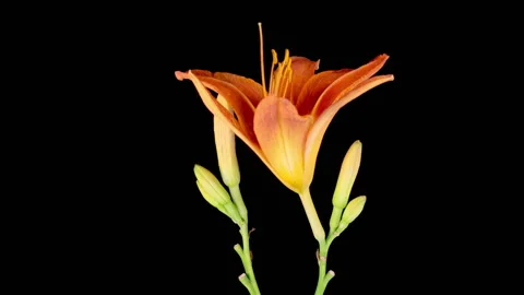 Time Lapse of Opening Beautiful Orange Lily Flowers Stock Footage 318074714