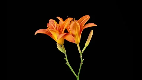 Time Lapse of Opening Beautiful Orange Lily Flowers Stock Footage 319540450