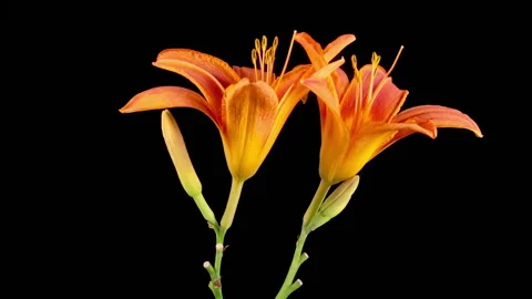 Time Lapse of Opening Beautiful Orange Lily Flowers Stock Footage 320469625