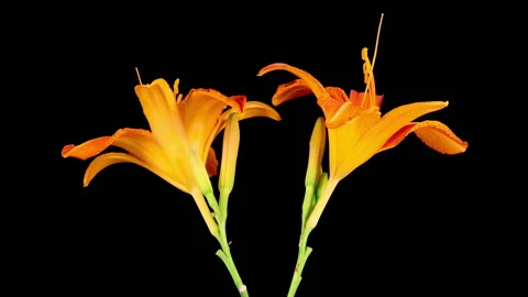 Time Lapse of Opening Beautiful Orange Lily Flowers Vídeo Stock 338347250