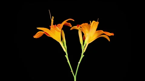 Time Lapse of Opening Beautiful Orange Lily Flowers Video stock 340153886