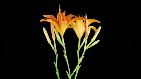Time Lapse of Opening Beautiful Orange Lily Flowers Vídeo Stock 343405194
