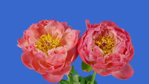 Time lapse of opening beautiful pink peony flowers on chroma key background Stock Footage 88988714