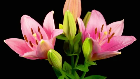 Time Lapse of Opening Beautiful Pink Lily Flower Видео 158807093