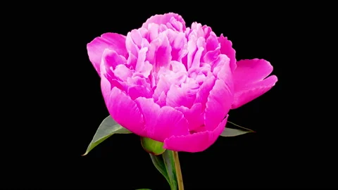 Time Lapse of Opening Beautiful Pink Peony Flowers Vídeos de archivo 196934752