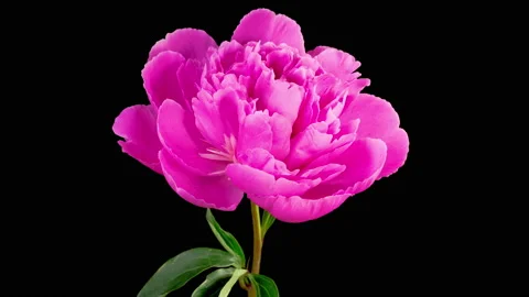 Time Lapse of Opening Beautiful Pink Peony Flowers Stock Footage 200923174