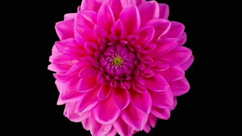 Time Lapse of Opening Beautiful Pink Dahlia Flower 库存影片 222000746