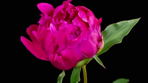 Time Lapse of Opening Beautiful Pink Peony Flowers Stock Footage 222000937