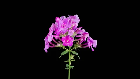 Time Lapse of Opening Beautiful Pink Phlox Flowers Stock Footage 246421537