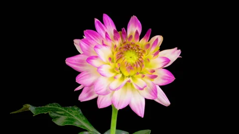 Time Lapse of Opening Beautiful Pink Dahlia Flower Stock Footage 254567324