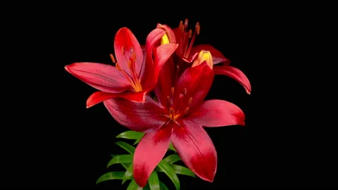 Time Lapse of Opening Beautiful Red Lily Flower Stock Footage 156616388