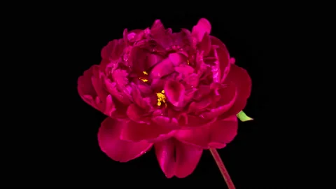 Time Lapse of Opening Beautiful Red Peony Flowers 库存影片 156968711