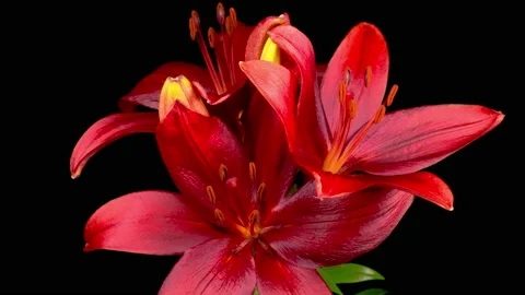 Time Lapse of Opening Beautiful Red Lily Flower Video stock 156968989
